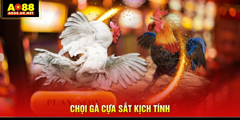 Chọi gà cựa sắt kịch tính