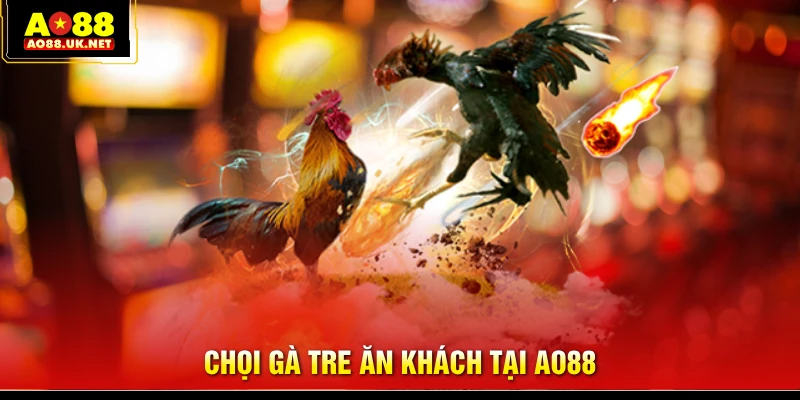 Chọi gà tre ăn khách tại AO88