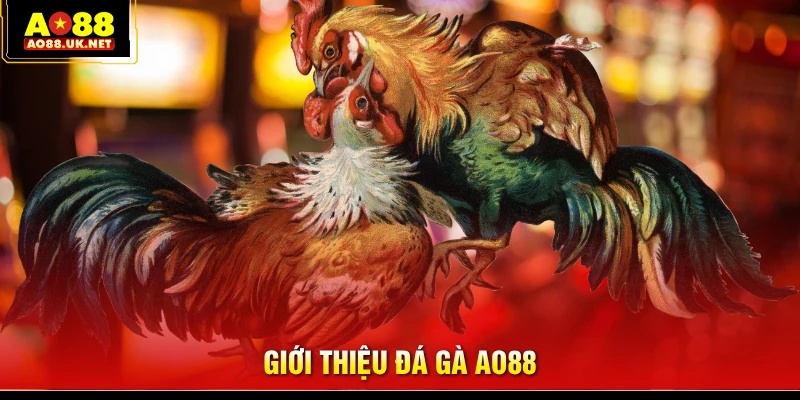 Giới thiệu đá gà AO88
